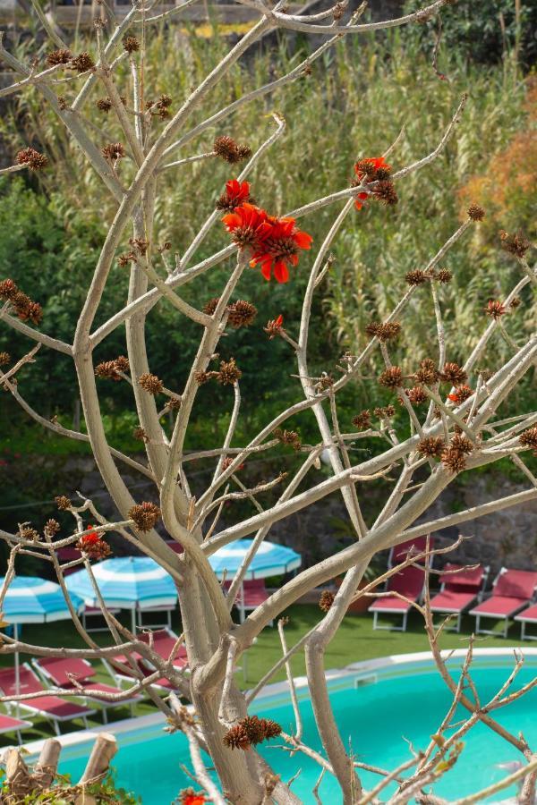 Hotel Stella Maris Terme Casamicciola Terme Εξωτερικό φωτογραφία